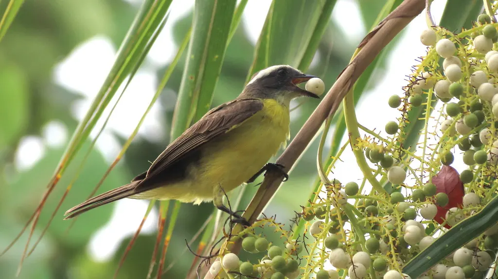 群栖短嘴霸鹟(Myiozetetes similis)