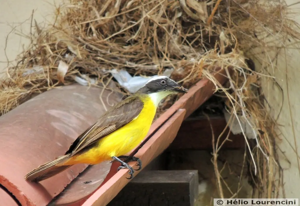 群栖短嘴霸鹟(Myiozetetes similis)
