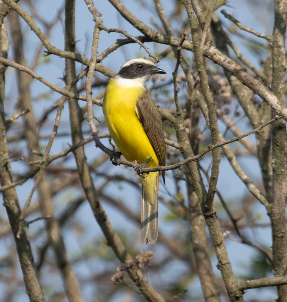 群栖短嘴霸鹟(Myiozetetes similis)