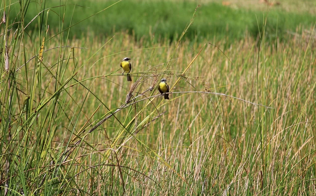 群栖短嘴霸鹟(Myiozetetes similis)