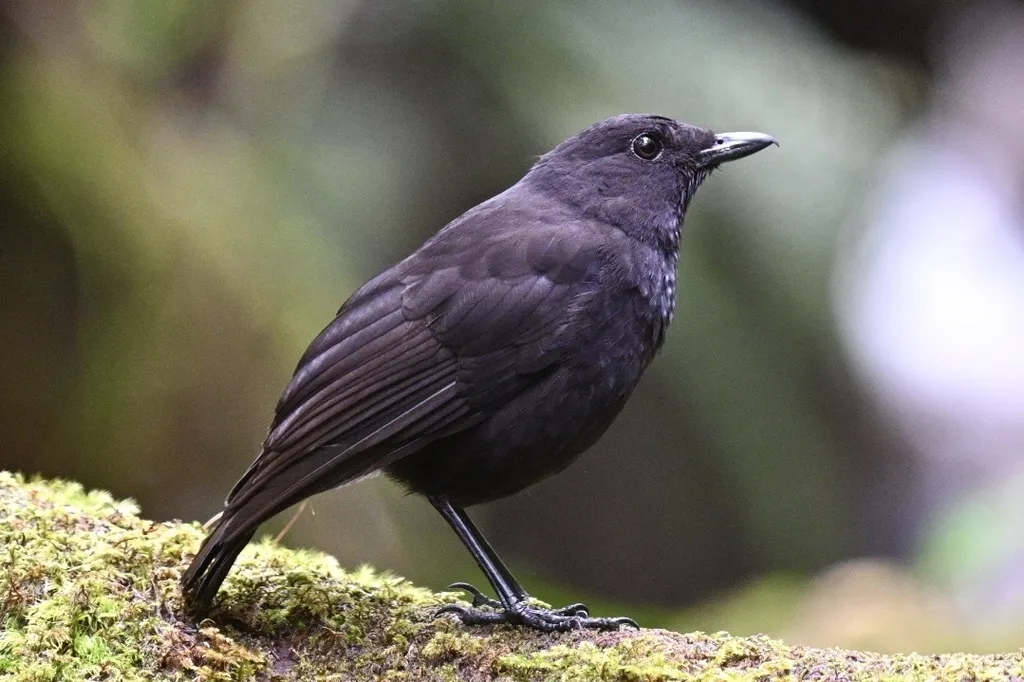 婆罗洲啸鸫(Myophonus borneensis)
