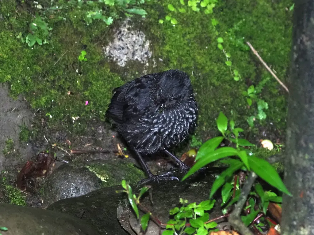 婆罗洲啸鸫(Myophonus borneensis)