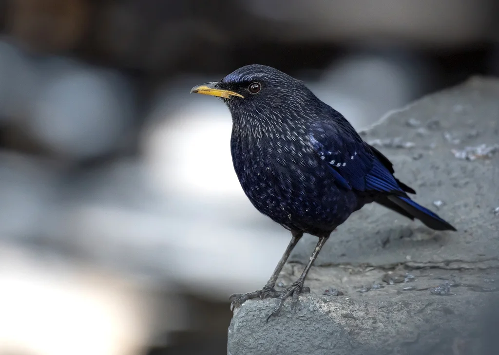 紫啸鸫（Myophonus caeruleus）