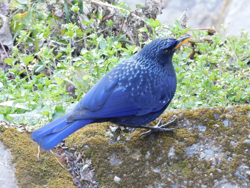 紫啸鸫（Myophonus caeruleus）