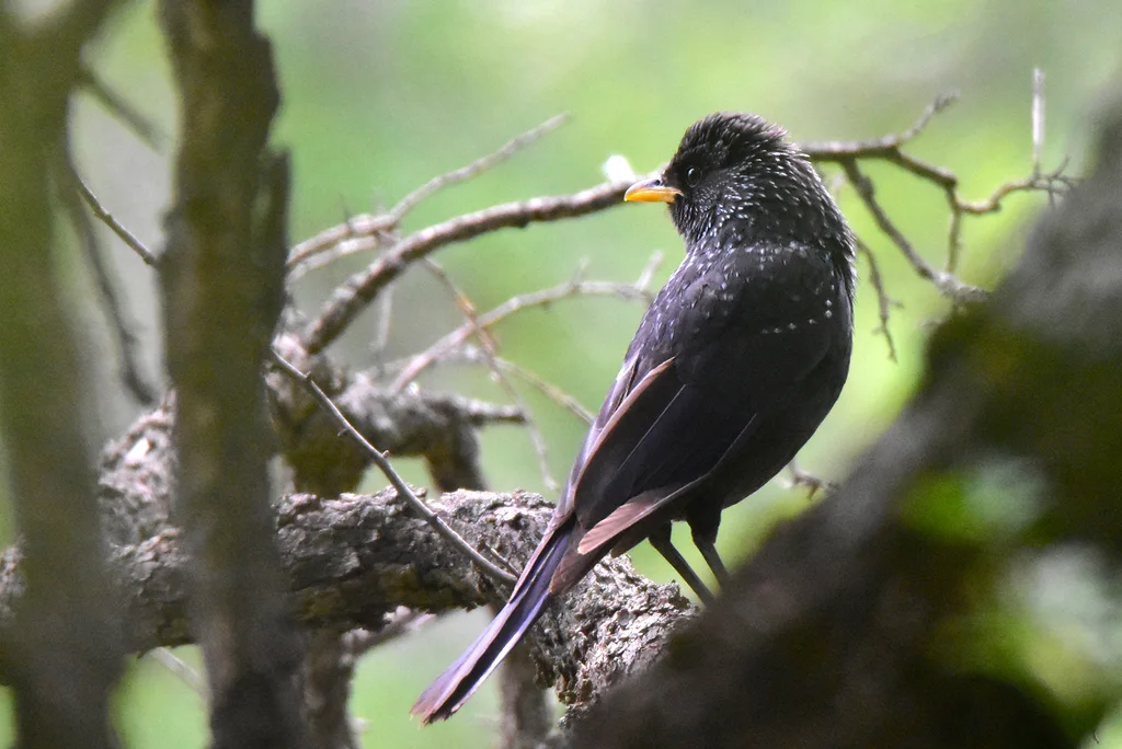 紫啸鸫（Myophonus caeruleus）