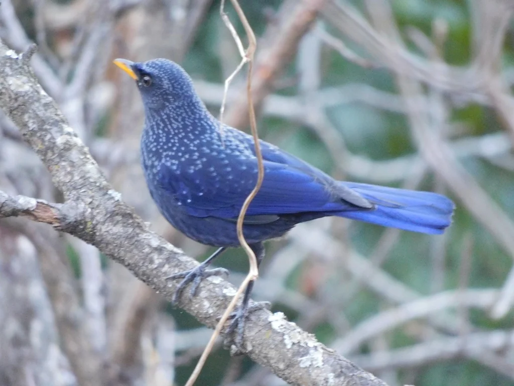 紫啸鸫（Myophonus caeruleus）