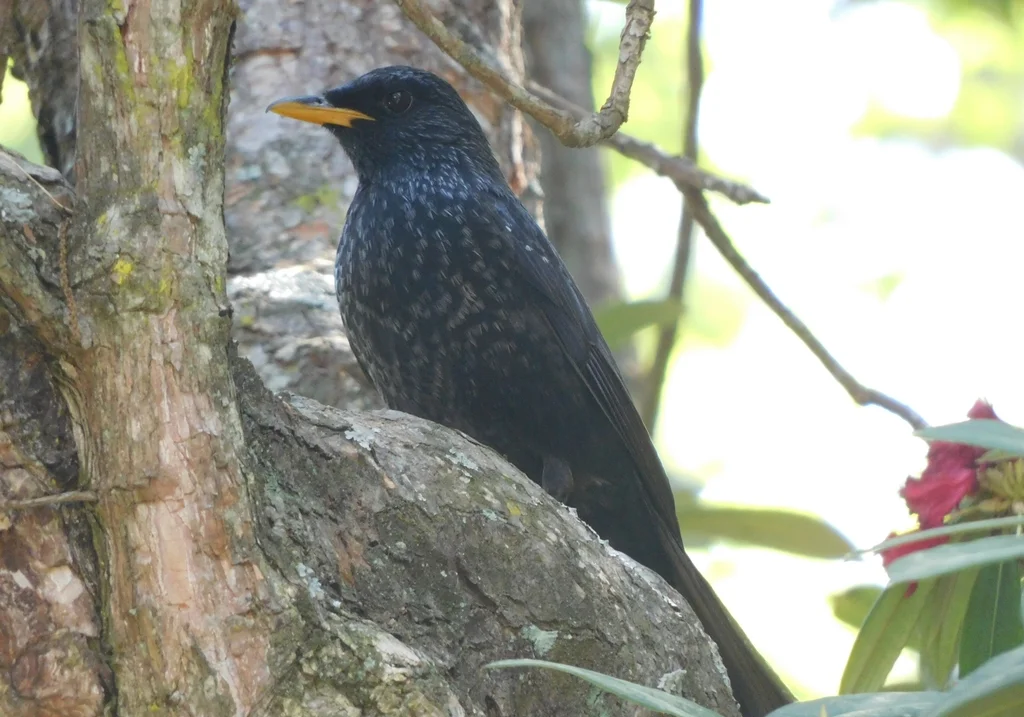 紫啸鸫（Myophonus caeruleus）