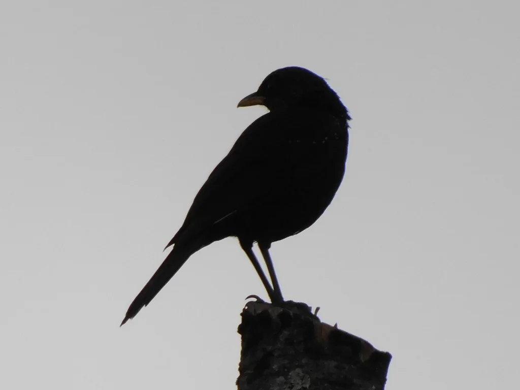 紫啸鸫（Myophonus caeruleus）