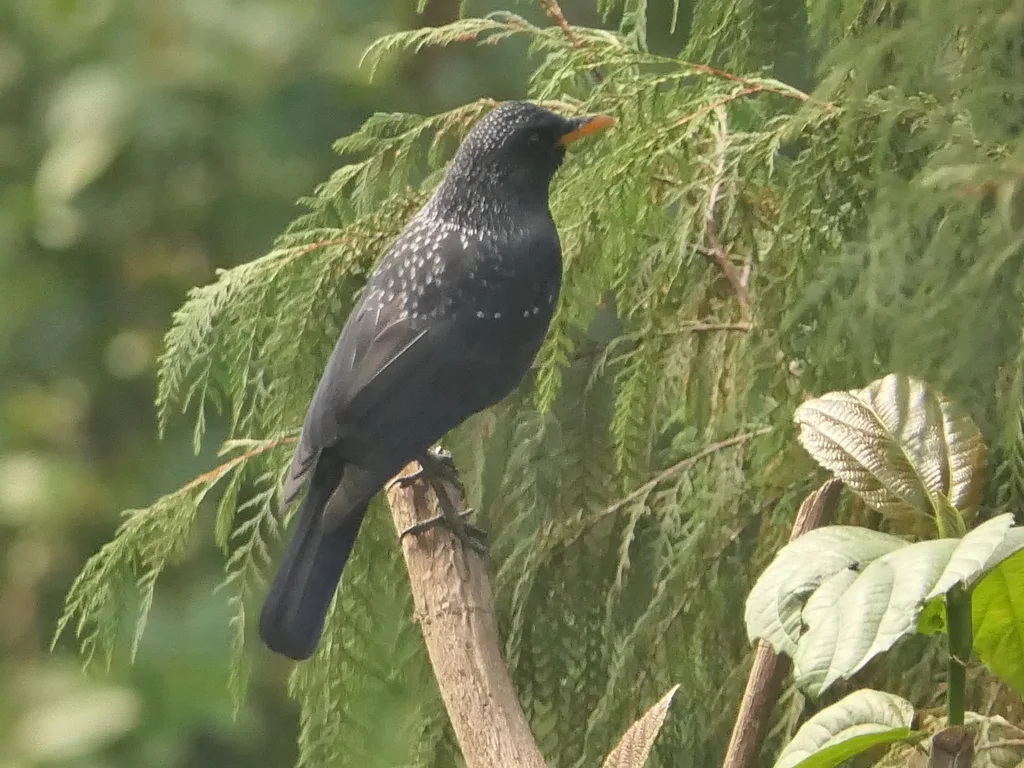 紫啸鸫（Myophonus caeruleus）