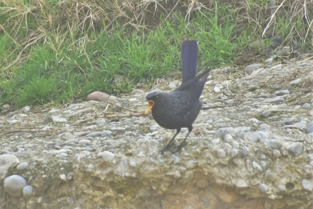 紫啸鸫(Myophonus caeruleus)