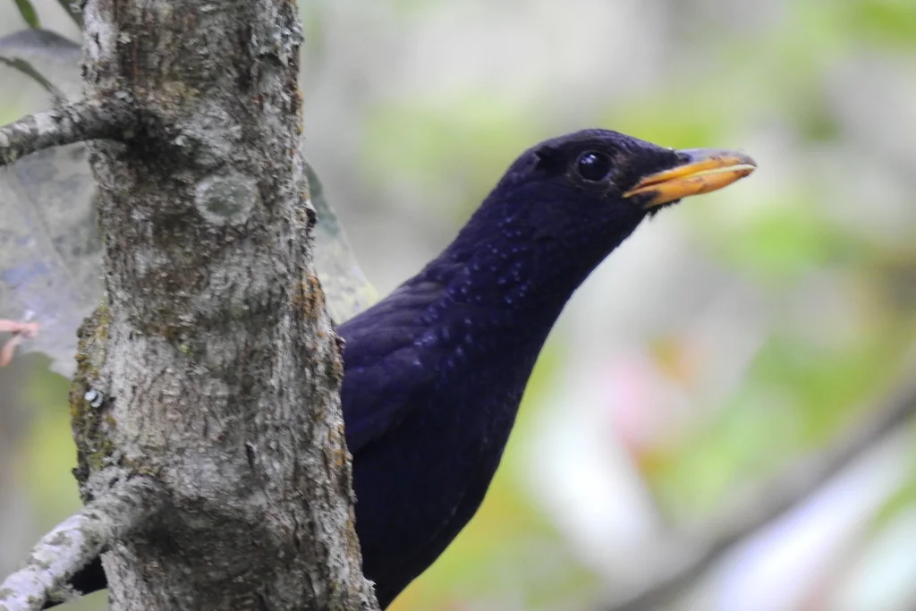 紫啸鸫(Myophonus caeruleus)