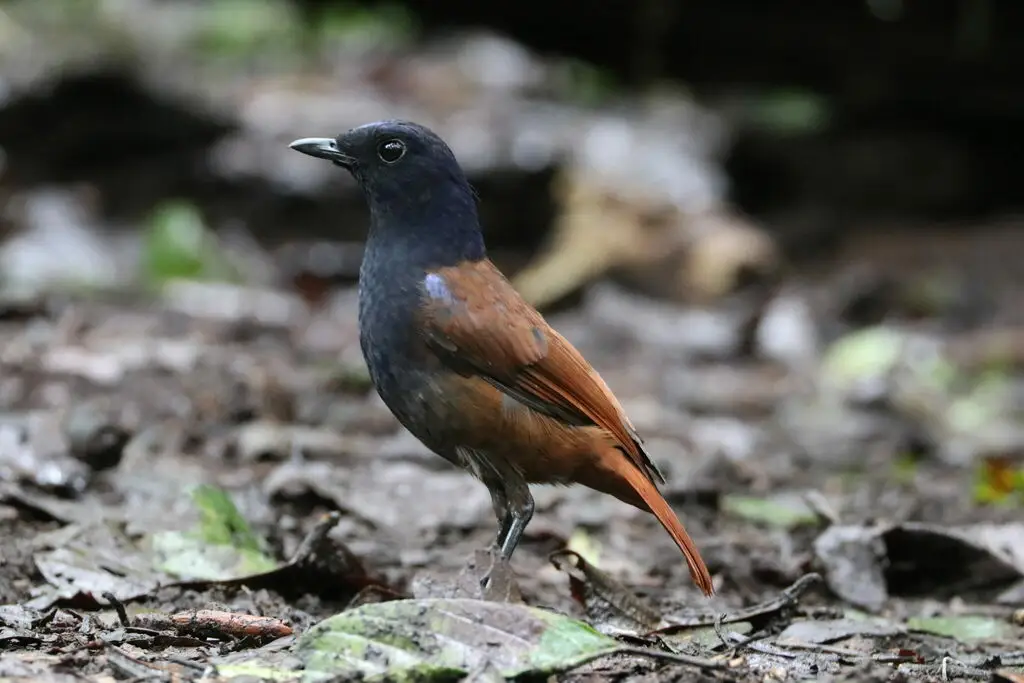 褐翅啸鸫(Myophonus castaneus)