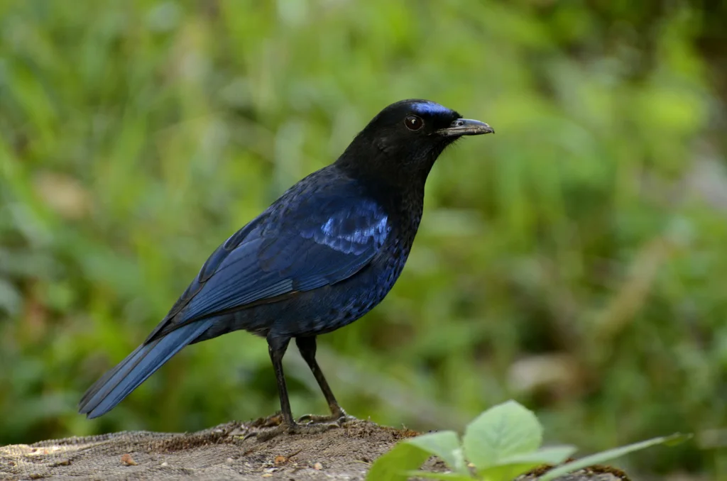 印度啸鸫(Myophonus horsfieldii)