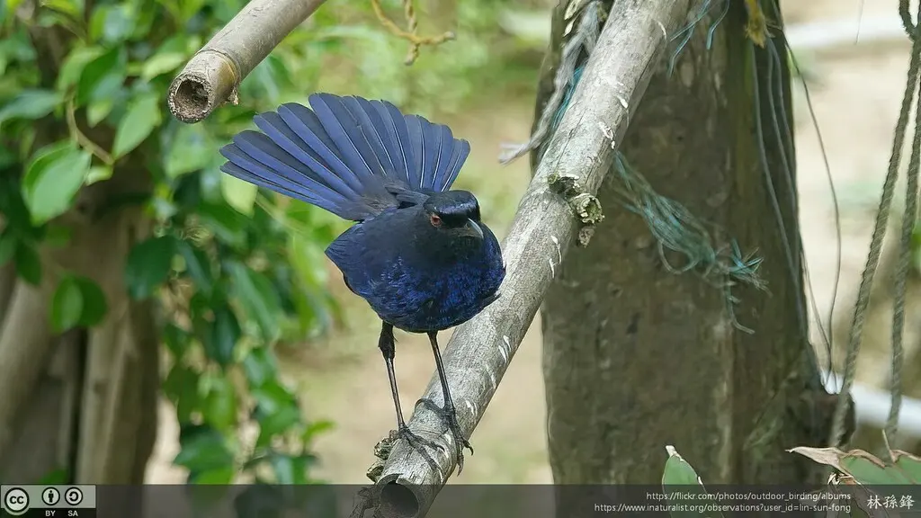 台湾紫啸鸫(Myophonus insularis)