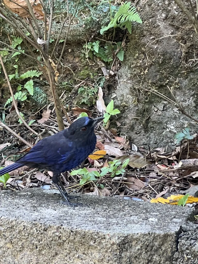 台湾紫啸鸫(Myophonus insularis)
