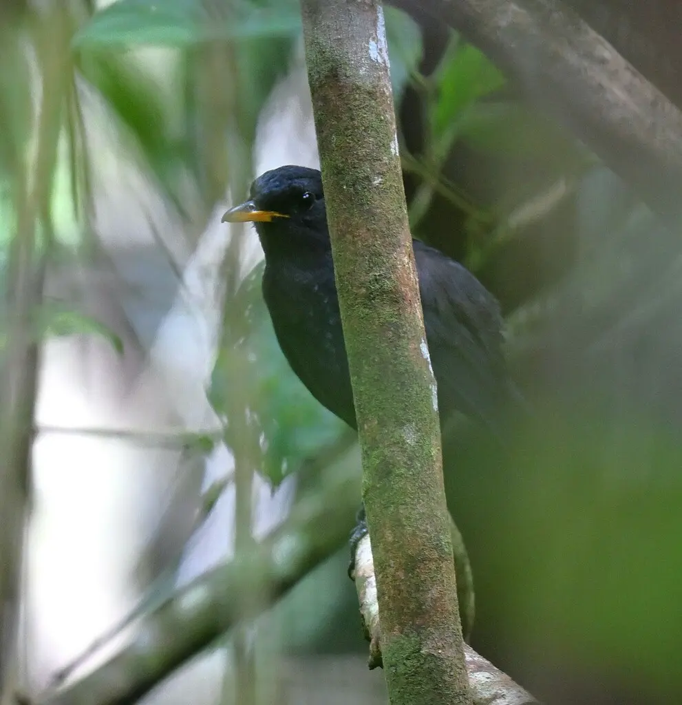 马来啸鸫（Myophonus robinsoni）