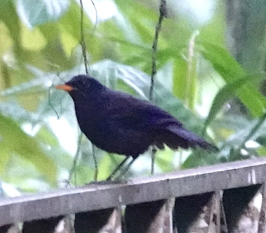 马来啸鸫（Myophonus robinsoni）