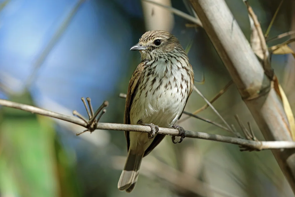 伯氏鹟(Myopornis boehmi)