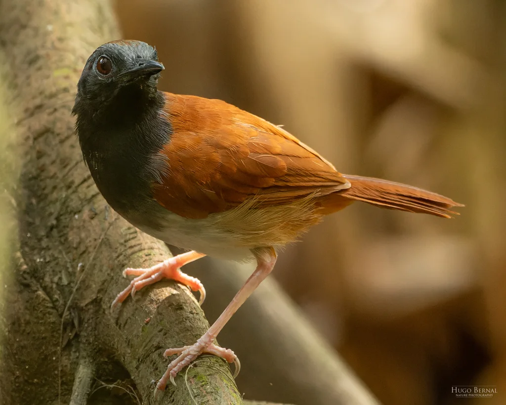 白腹蚁鸟(Myrmeciza longipes)