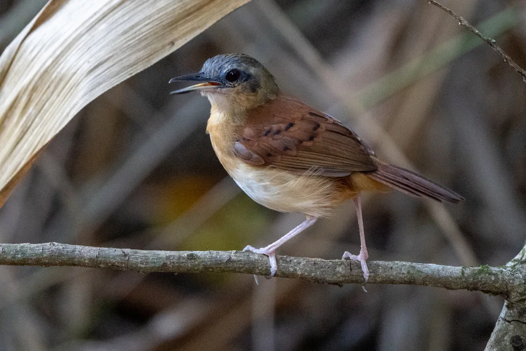 白腹蚁鸟(Myrmeciza longipes)