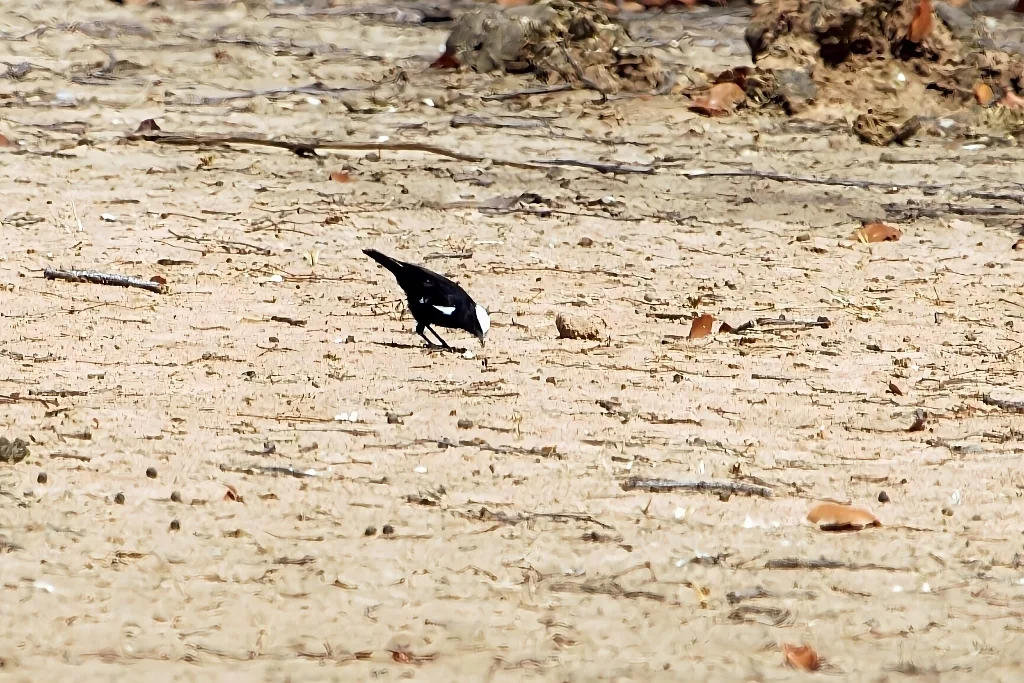 阿氏蚁䳭(Myrmecocichla arnotti)