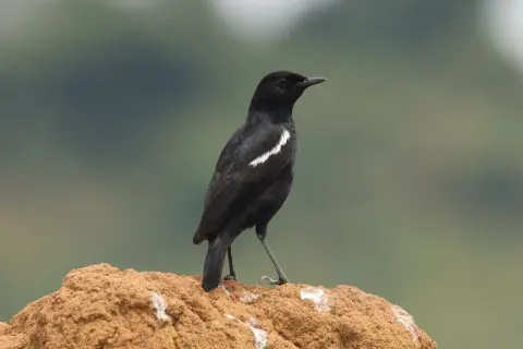 暗色蚁䳭