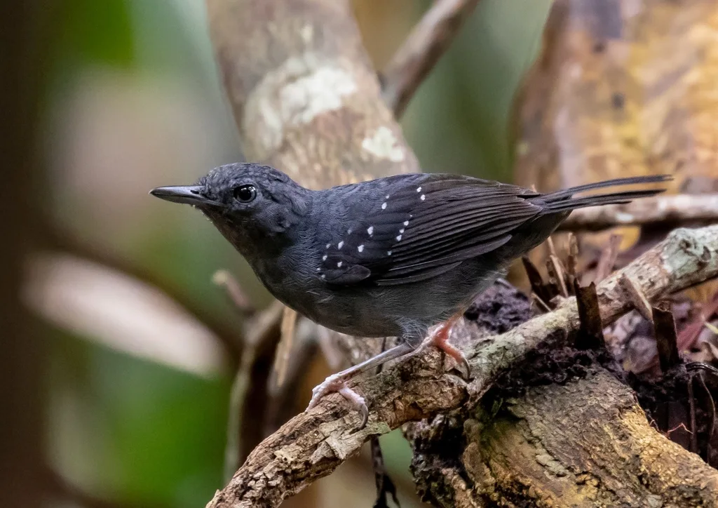 乌迈塔蚁鸟(Myrmelastes humaythae)