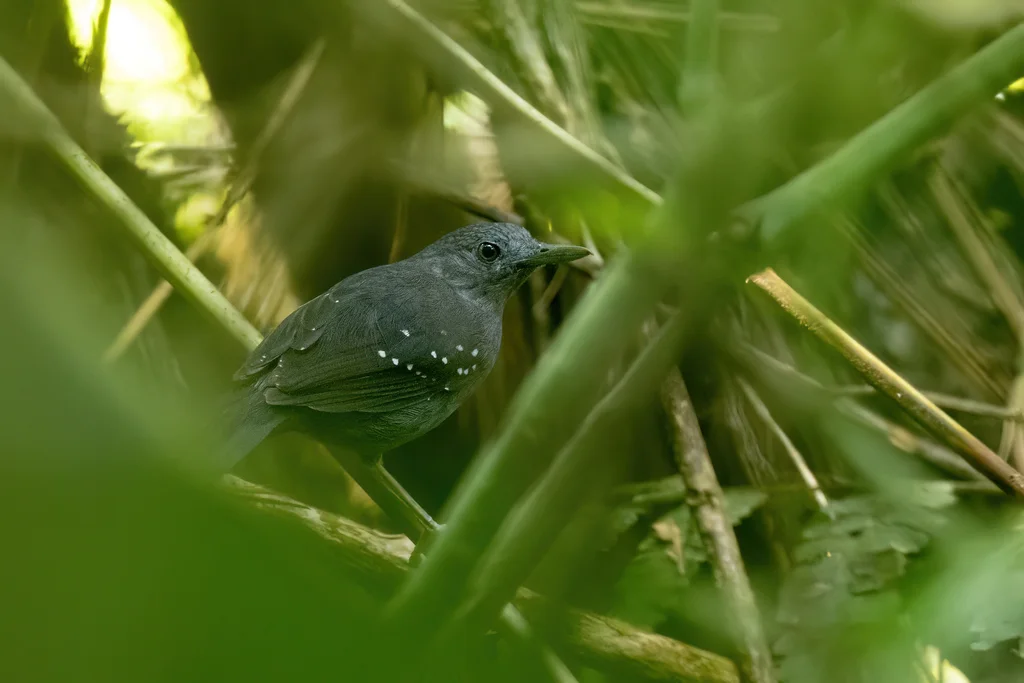 乌迈塔蚁鸟(Myrmelastes humaythae)