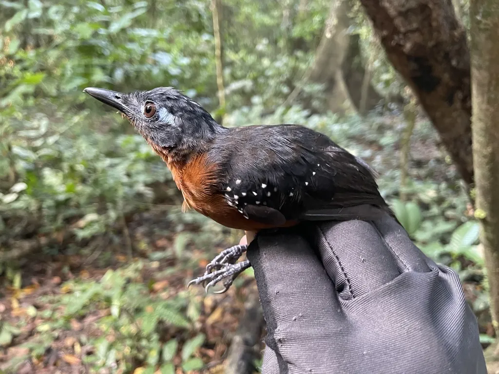 铅色蚁鸟(Myrmelastes hyperythrus)