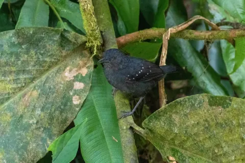 点翅蚁鸟