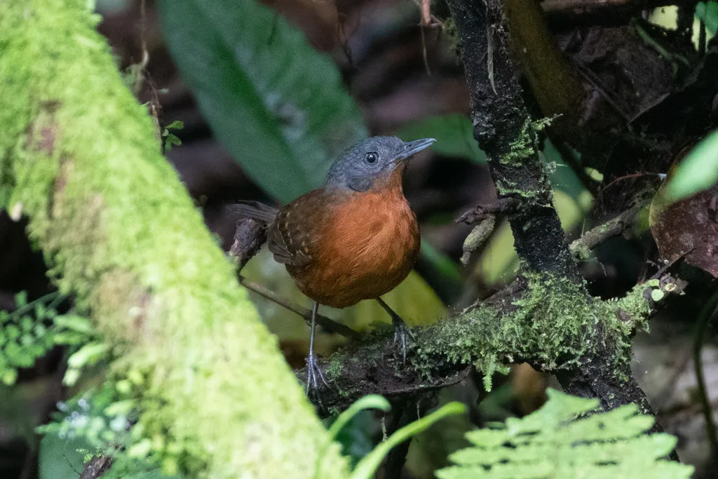 点翅蚁鸟(Myrmelastes leucostigma)
