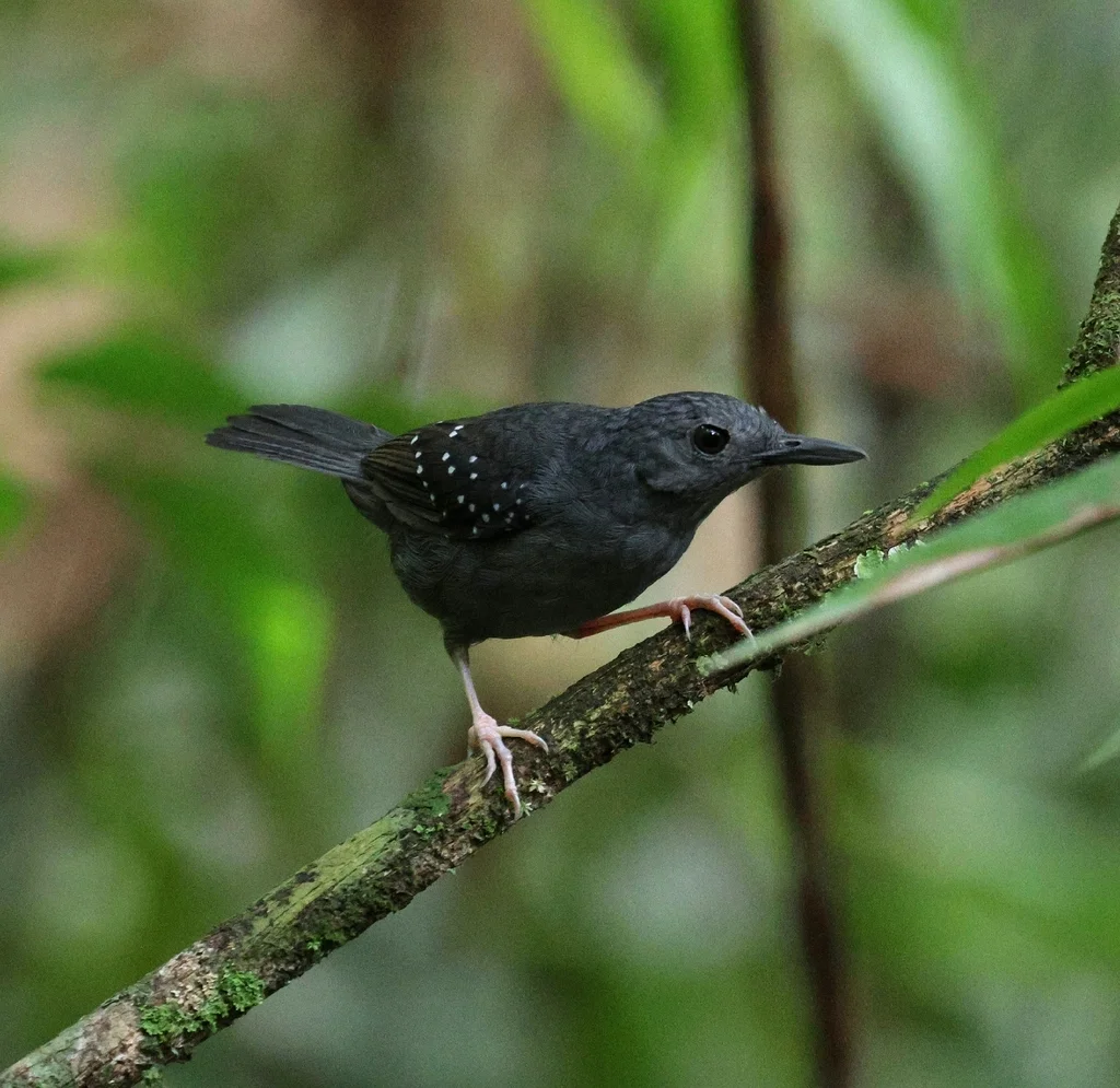 棕脸蚁鸟(Myrmelastes rufifacies)