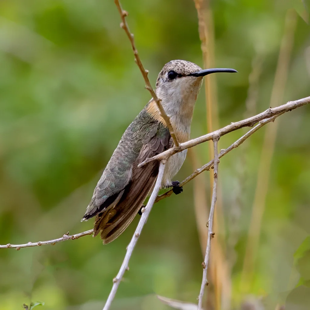 短尾蜂鸟（Myrmia micrura）