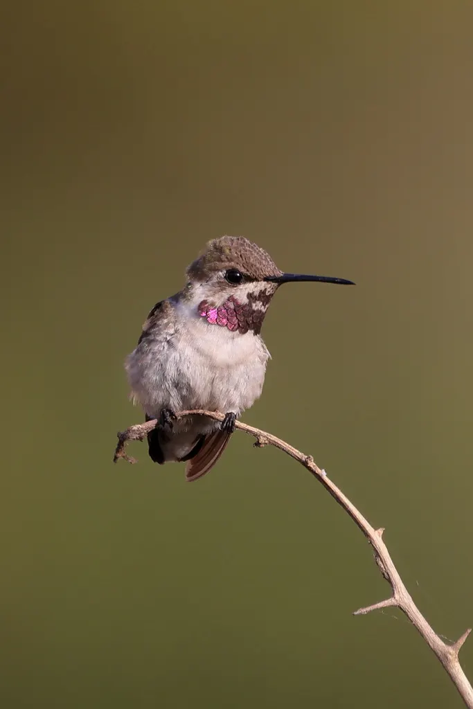 短尾蜂鸟（Myrmia micrura）