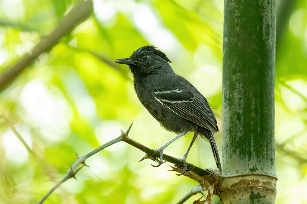 棕冠蚁鸟(Myrmoborus lophotes)