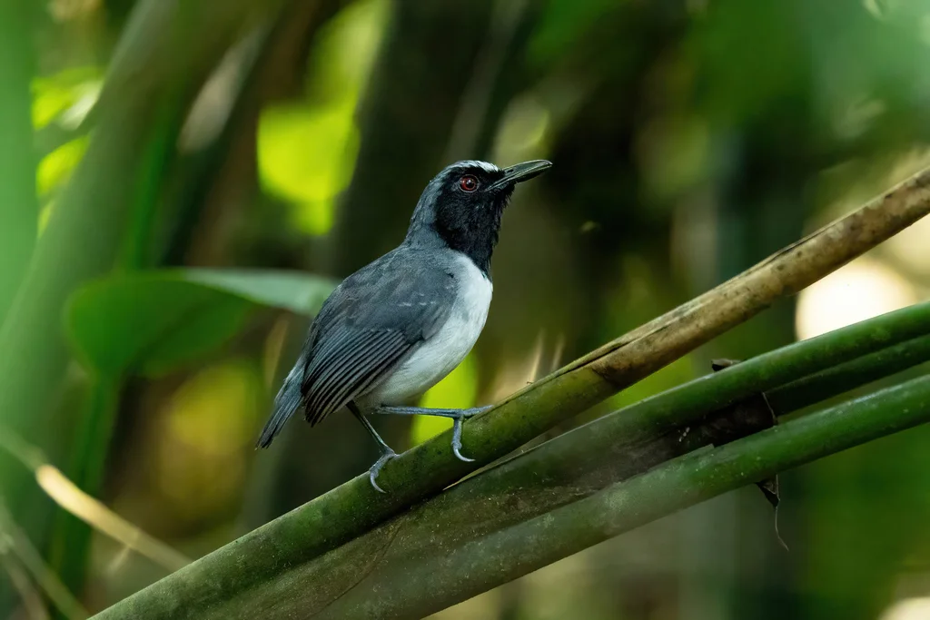 灰胸蚁鸟(Myrmoborus lugubris)
