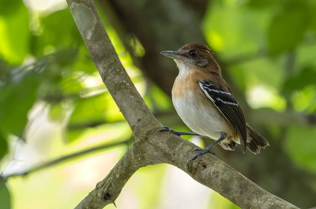 黑尾蚁鸟(Myrmoborus melanurus)