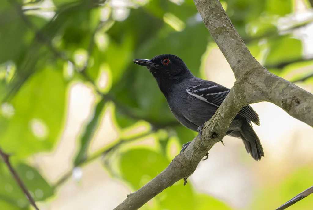 黑尾蚁鸟(Myrmoborus melanurus)