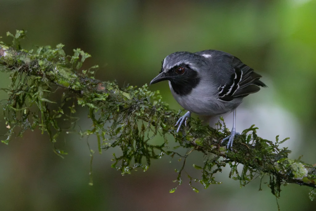 黑脸蚁鸟(Myrmoborus myotherinus)