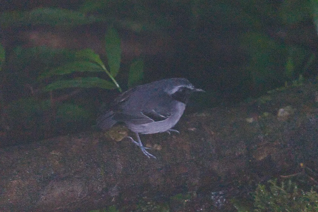 黑脸蚁鸟(Myrmoborus myotherinus)