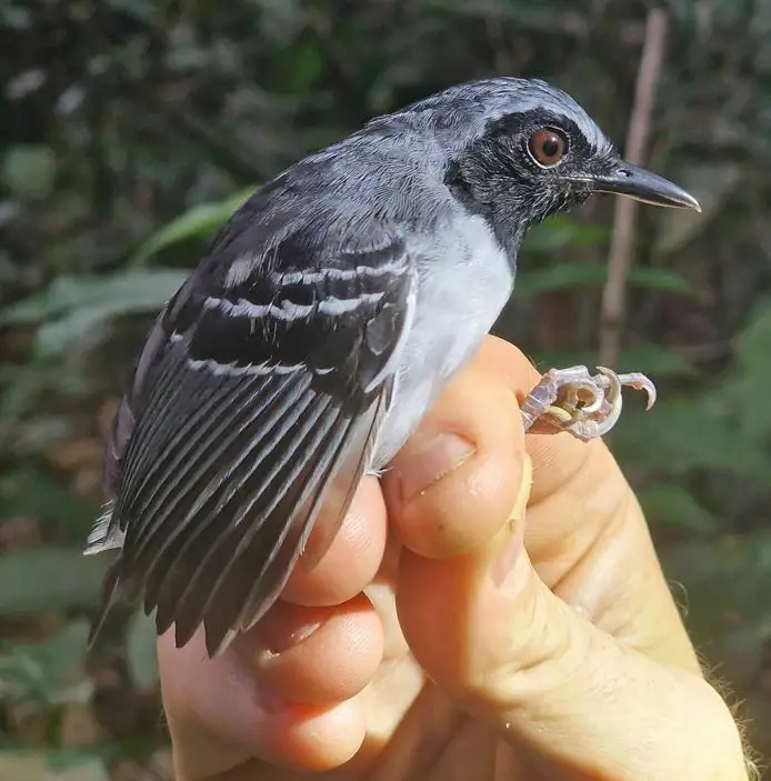黑脸蚁鸟(Myrmoborus myotherinus)