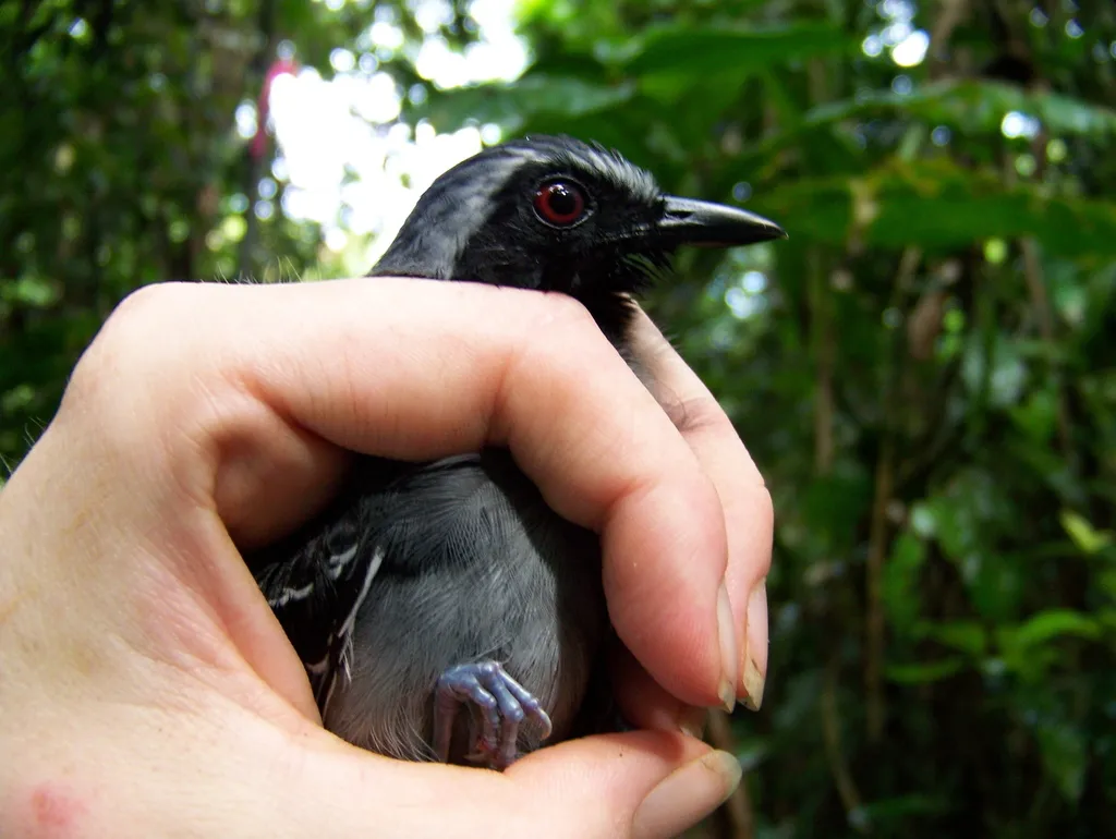 黑脸蚁鸟(Myrmoborus myotherinus)