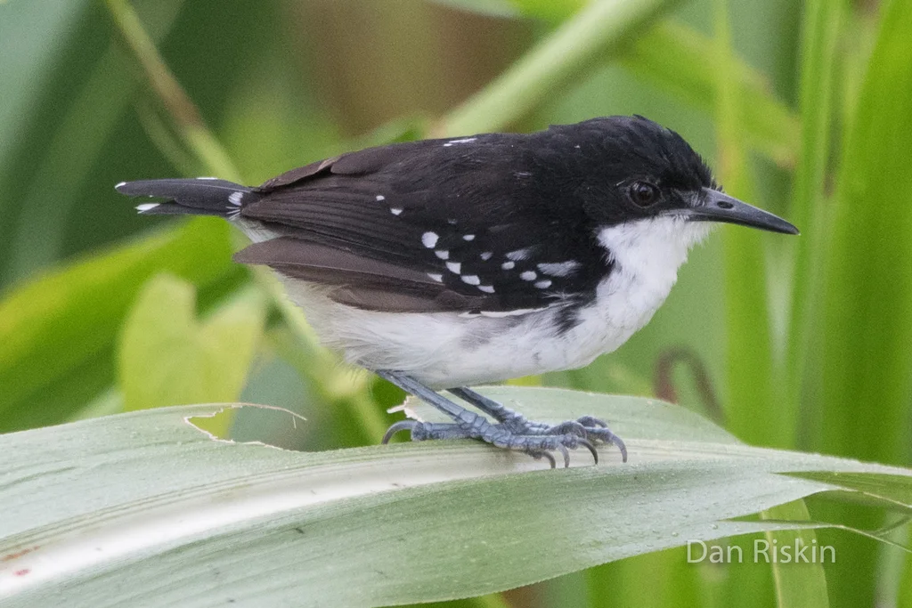 黑白蚁鸟(Myrmochanes hemileucus)