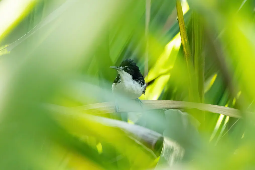黑白蚁鸟(Myrmochanes hemileucus)