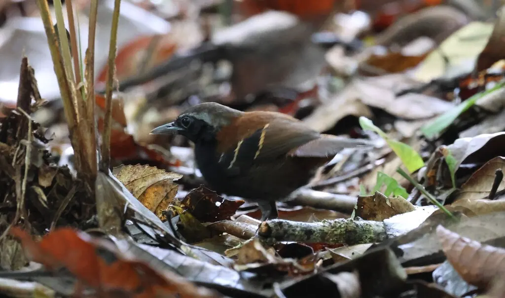 阿苏尔山蚁鸟(Myrmoderus eowilsoni)