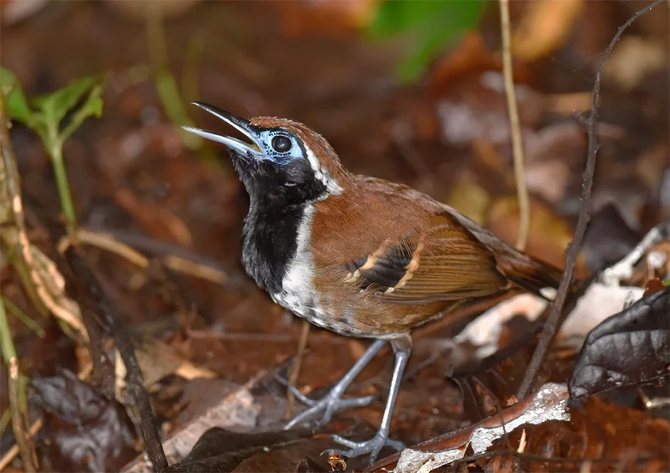 棕背蚁鸟(Myrmoderus ferrugineus)