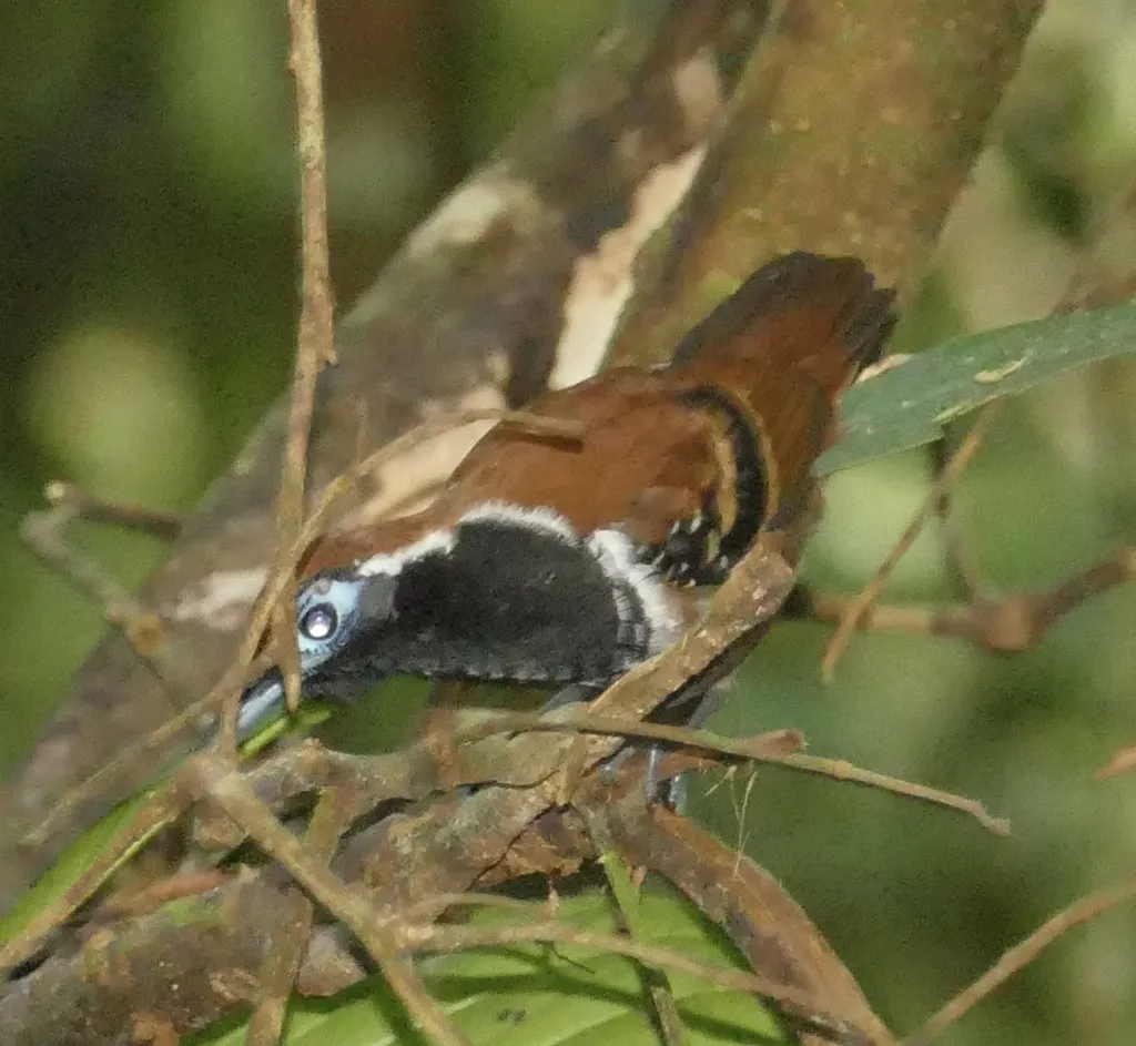 棕背蚁鸟(Myrmoderus ferrugineus)