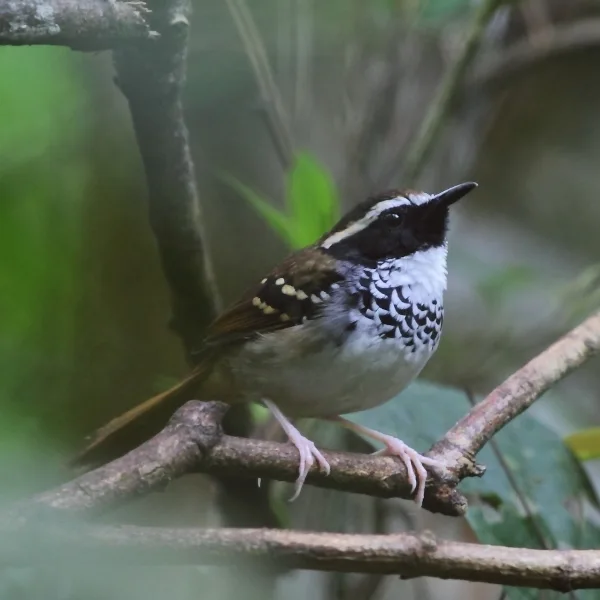 白枕蚁鸟(Myrmoderus loricatus)