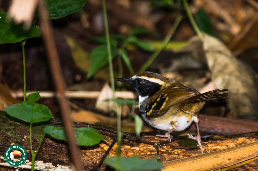 白枕蚁鸟(Myrmoderus loricatus)