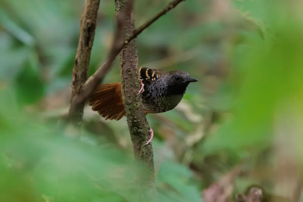 扇尾蚁鸟(Myrmoderus ruficauda)